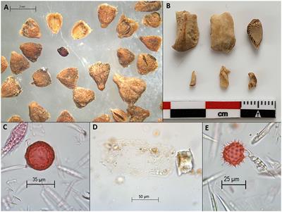Corrigendum: Sequential biomolecular, macrofossil, and microfossil extraction from coprolites for reconstructing past behavior and environments